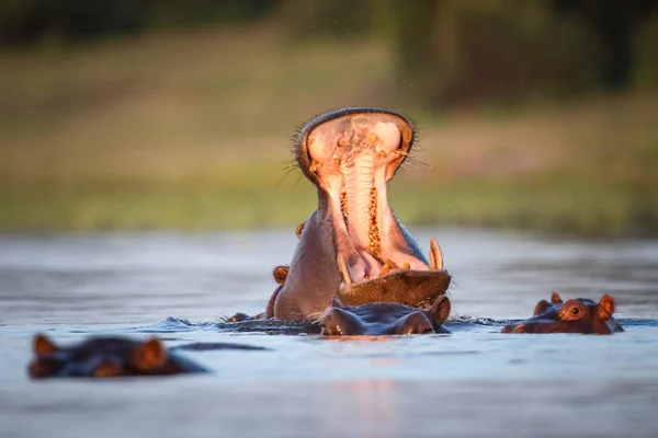 Hippo swimming in water of river with only top of head visible, South Africa