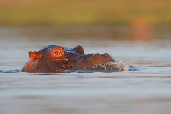 Hipopótamo Nadando Agua Del Río Con Solo Parte Superior Cabeza — Foto de Stock