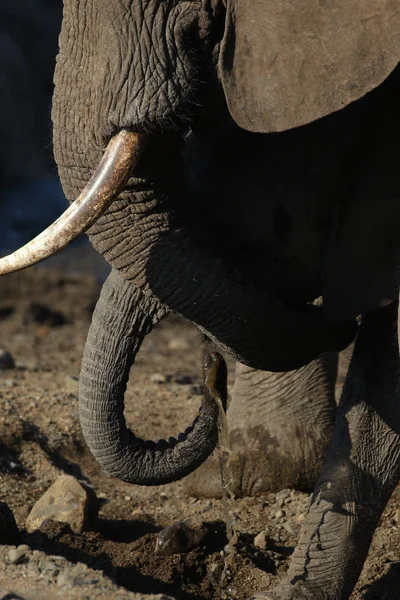 Слоненя Національний Парк Крюгера — стокове фото
