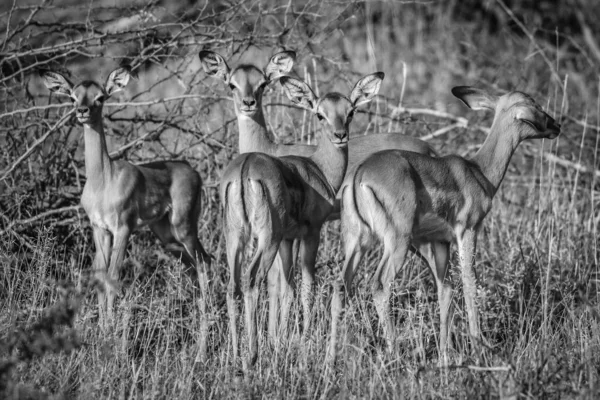 Herde Impala Antilopen Mit Babys Grasfeld Südafrika — Stockfoto