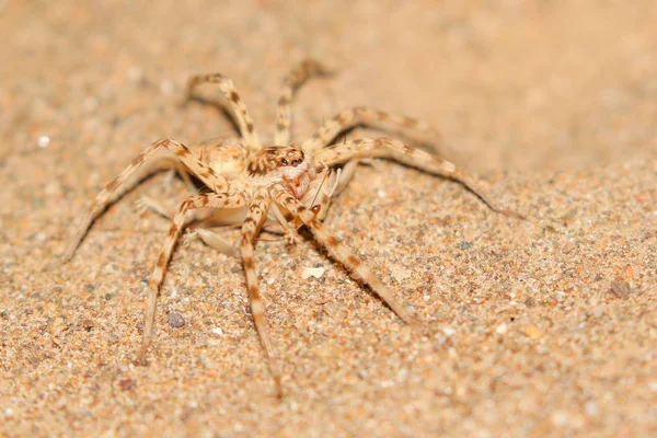 Araña Del Desierto Miedo Con Grillo Para Comer Sudáfrica — Foto de Stock