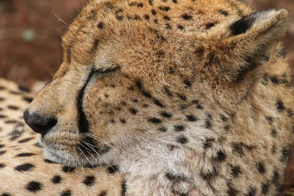 Nära Porträtt Cheetah Ansikte Sydafrika — Stockfoto
