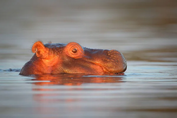 カバの頭表示 南アフリカ共和国の上だけで川の水で泳ぐ — ストック写真