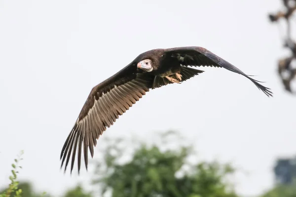 Eagle Flying Kruger National Park — Stock Photo, Image