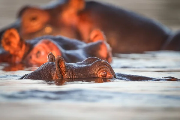 Hippo Som Simmar Vattnet Floden Med Endast Toppen Huvudet Synligt — Stockfoto