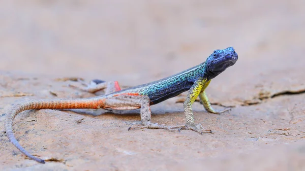 Blue Headed Lizard Granite Rock South Africa — Stock Photo, Image