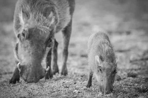 Warthog Leitão Forrageamento Solo Seco Com Pai África Sul — Fotografia de Stock