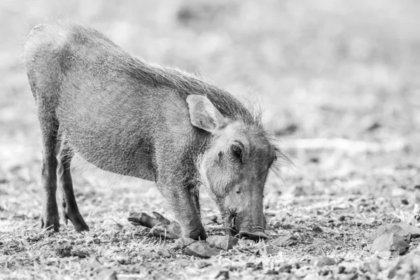 Babi Hutan Afrika Selatan — Stok Foto