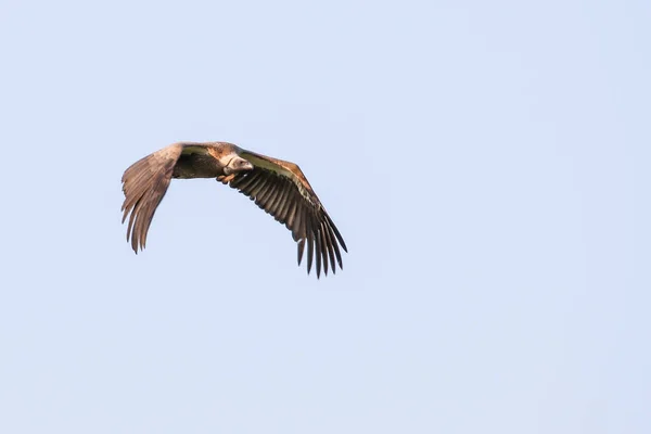 Eagle Flying Kruger National Park — Stock Photo, Image