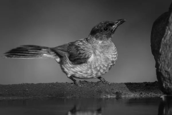 Aves Que Descansan Cerca Del Agua Sudáfrica —  Fotos de Stock