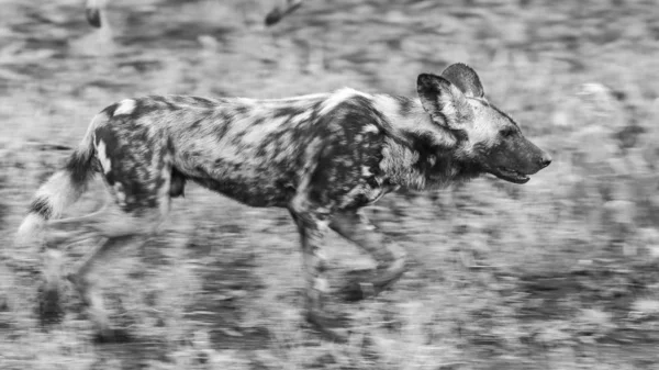 Black-backed jackal dog , Kruger National Park, South Africa