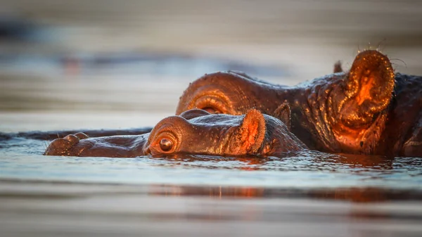 Hipopótamo Nadando Agua Del Río Con Solo Parte Superior Cabeza — Foto de Stock