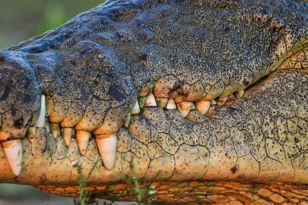 crocodile animal  on background,close up