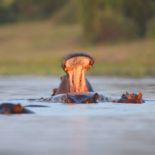 Hippo Som Simmar Vattnet Floden Med Endast Toppen Huvudet Synligt — Stockfoto