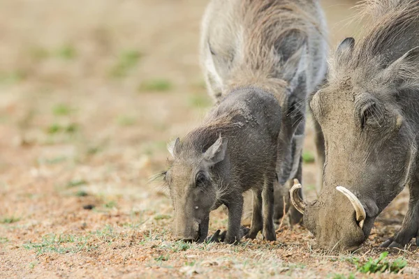남아프리카와 땅에서 구하고 멧돼지 — 스톡 사진