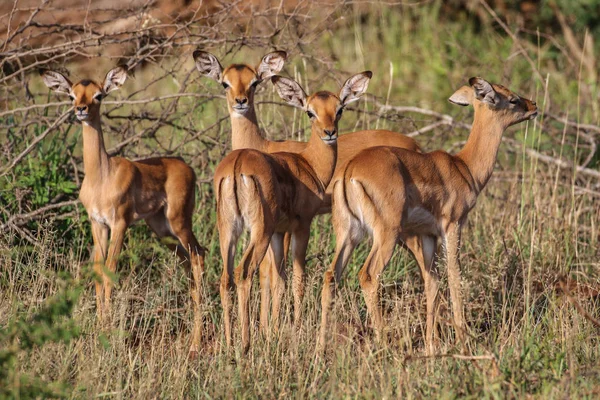 Beslag Van Impala Antilopen Met Baby Grasveld Zuid Afrika — Stockfoto