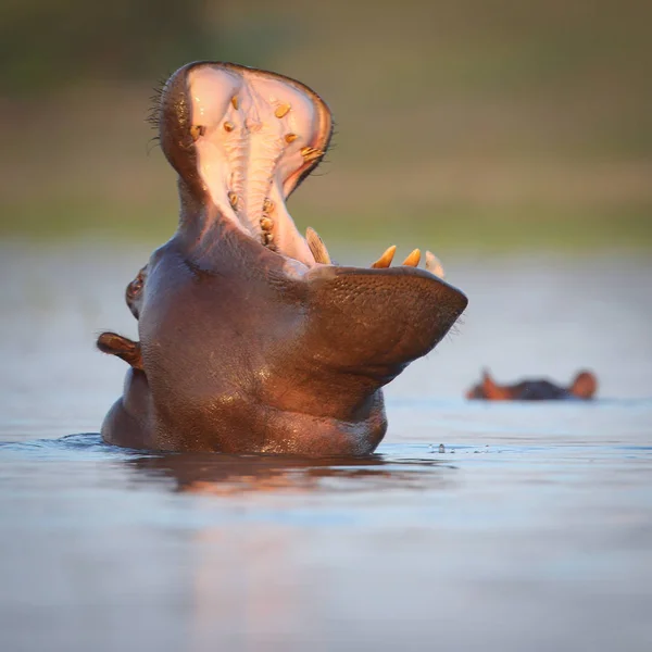 Hipona Nadando Água Rio Com Apenas Topo Cabeça Visível África — Fotografia de Stock