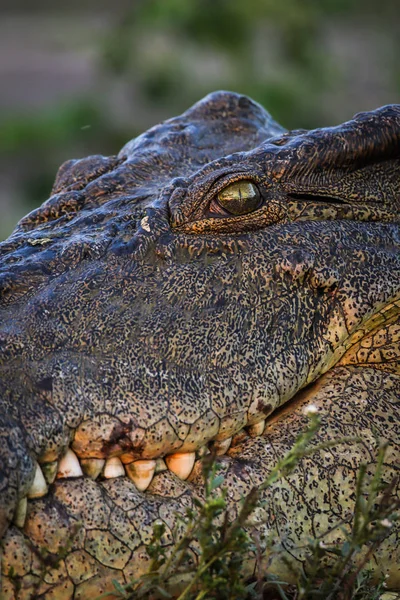 Coccodrillo Animale Sullo Sfondo Primo Piano — Foto Stock