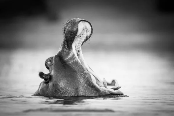 Hippo swimming in water of river with only top of head visible, South Africa