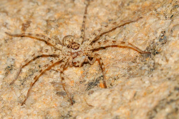 Aranha Deserto Assustadora Com Críquete Para Comer África Sul — Fotografia de Stock