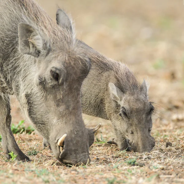 Warthog Leitão Forrageamento Solo Seco Com Pai África Sul — Fotografia de Stock