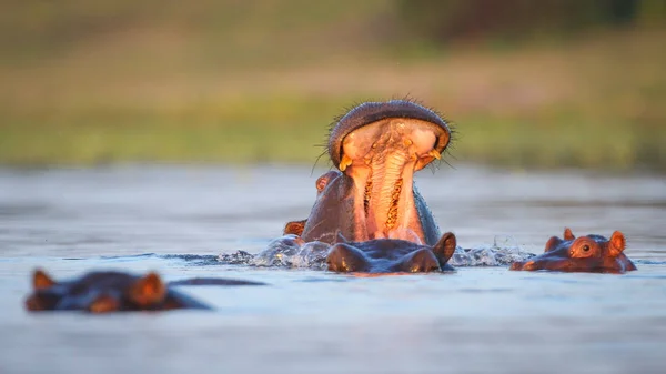 Hippo Som Simmar Vattnet Floden Med Endast Toppen Huvudet Synligt — Stockfoto