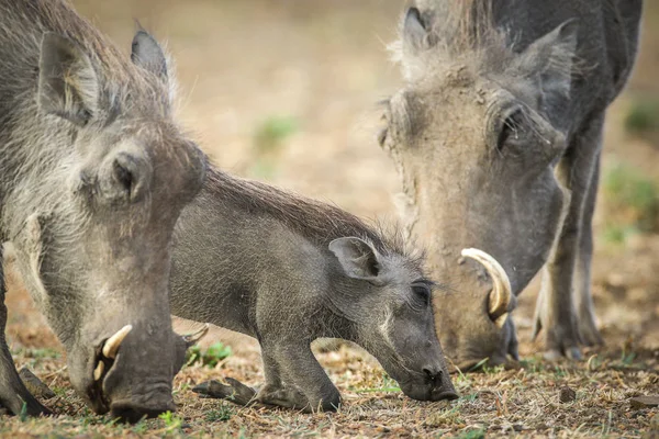 Knobbelzwijn Knorretje Foerageren Droge Grond Met Ouder Zuid Afrika — Stockfoto