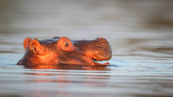 Hippo swimming in water of river with only top of head visible, South Africa