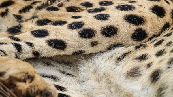 Nauwe Portret Van Het Gezicht Van Een Cheetah Zuid Afrika — Stockfoto