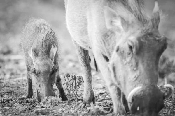 Warthog Cerdo Forrajeo Tierra Seca Con Los Padres Sudáfrica — Foto de Stock