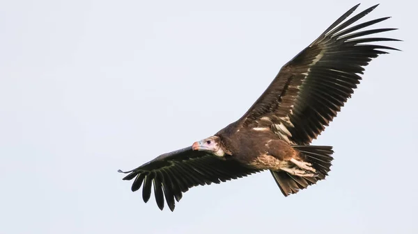 Eagle Flying Kruger National Park — Stock Photo, Image