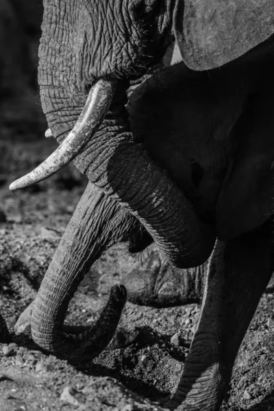 Baby Elephant Kruger National Park — Zdjęcie stockowe