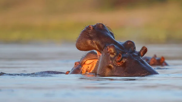 Hipopótamo Nadando Agua Del Río Con Solo Parte Superior Cabeza — Foto de Stock