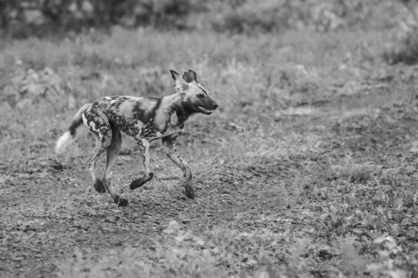 Black Backed Jackal Dog Kruger National Park Sud Africa — Foto Stock