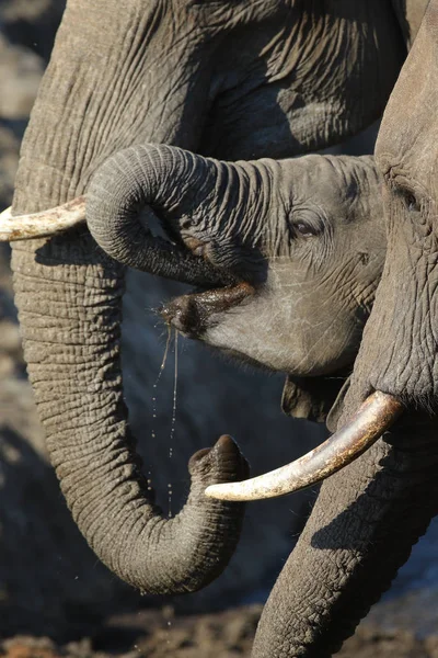 Elefante Bebé Parque Nacional Kruger — Foto de Stock