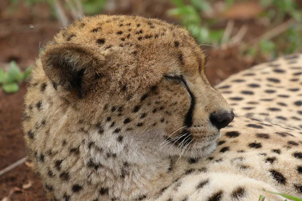 Close Portrait Cheetah Face África Sul — Fotografia de Stock