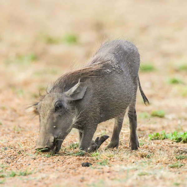 Babi Hutan Afrika Selatan — Stok Foto