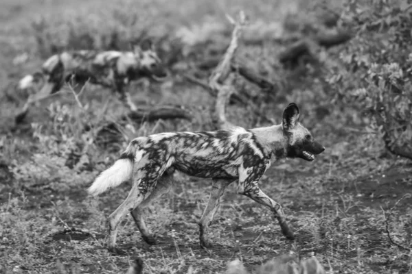 Black Backed Jackal Dogs Kruger National Park South Africa — Stock Photo, Image