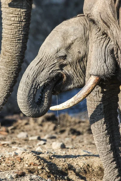 Baby Elephant Kruger National Park — Zdjęcie stockowe