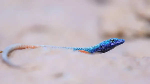 Lagarto Cabeza Azul Sobre Roca Granito Sudáfrica —  Fotos de Stock