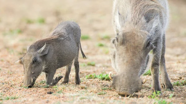 남아프리카와 땅에서 구하고 멧돼지 — 스톡 사진