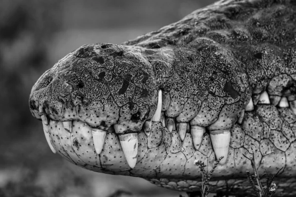 Crocodile Djur Bakgrund Närbild — Stockfoto