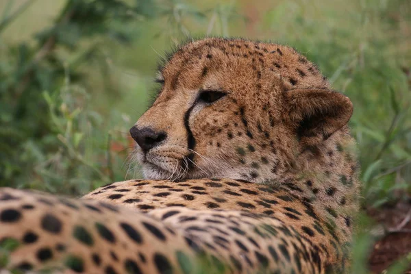 Nära Porträtt Cheetah Ansikte Sydafrika — Stockfoto