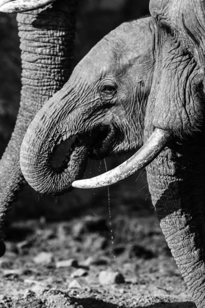 Baby Elephant Kruger National Park — Zdjęcie stockowe