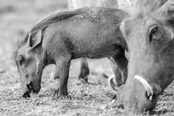 Warthog Piglet Foraging Dry Ground Parent South Africa — Stock Photo, Image