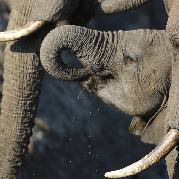 Elefante Bebé Parque Nacional Kruger — Foto de Stock