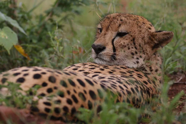 Close Portrait Cheetah Face South Africa — Stock Photo, Image