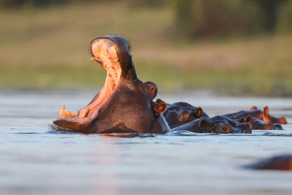 Hippo Zwemmen Water Van Rivier Met Alleen Bovenkant Van Hoofd — Stockfoto