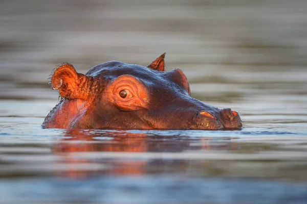 Hippopotame Nageant Dans Eau Rivière Avec Seulement Sommet Tête Visible — Photo