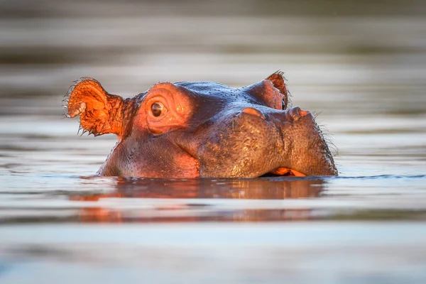 Hippo Som Simmar Vattnet Floden Med Endast Toppen Huvudet Synligt — Stockfoto